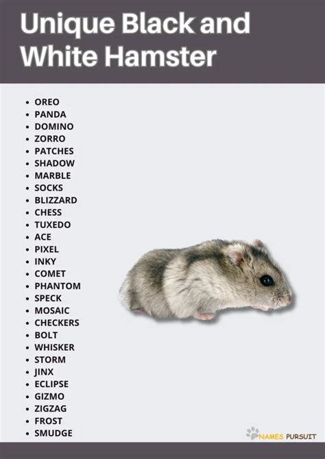 black and white hamster names|urama hamster names.